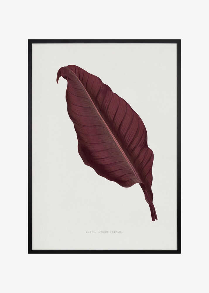 Pink Canna Atronigricans Leaf Illustration