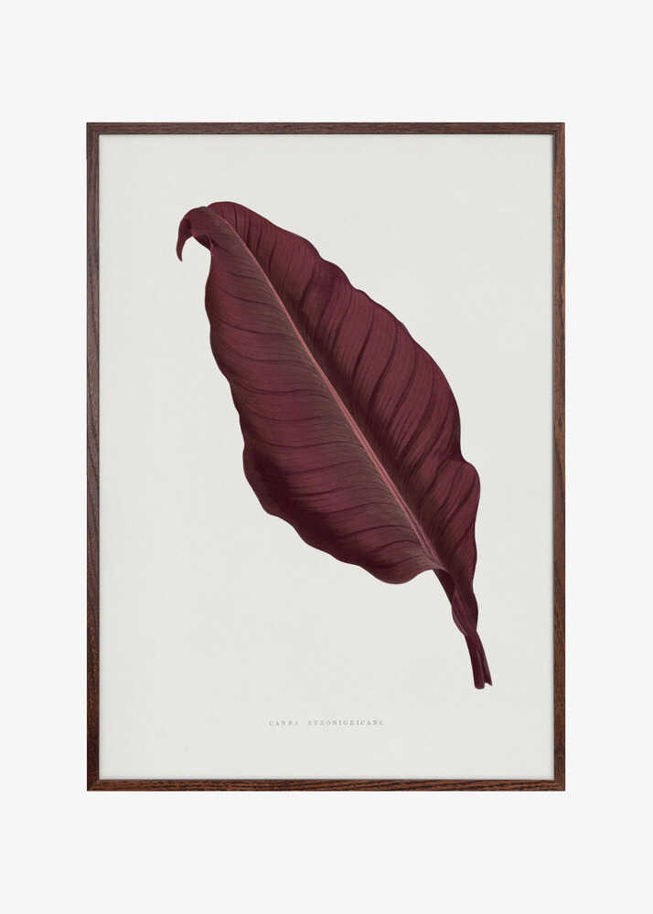 Pink Canna Atronigricans Leaf Illustration