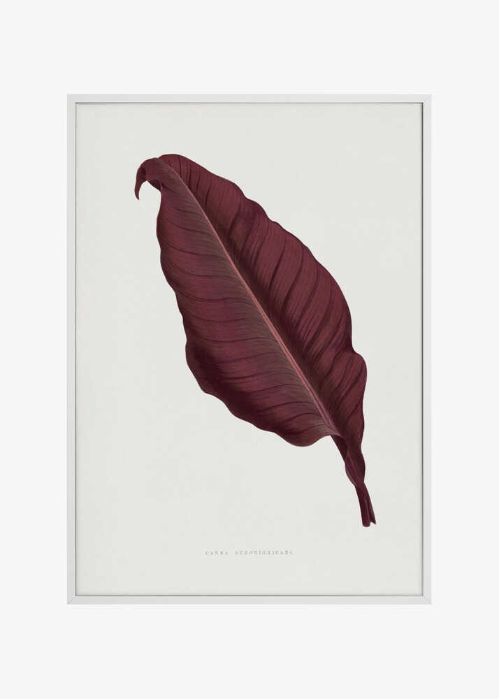 Pink Canna Atronigricans Leaf Illustration