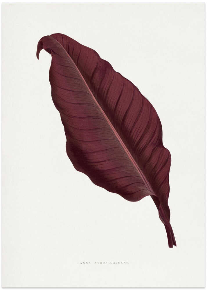 Pink Canna Atronigricans Leaf Illustration