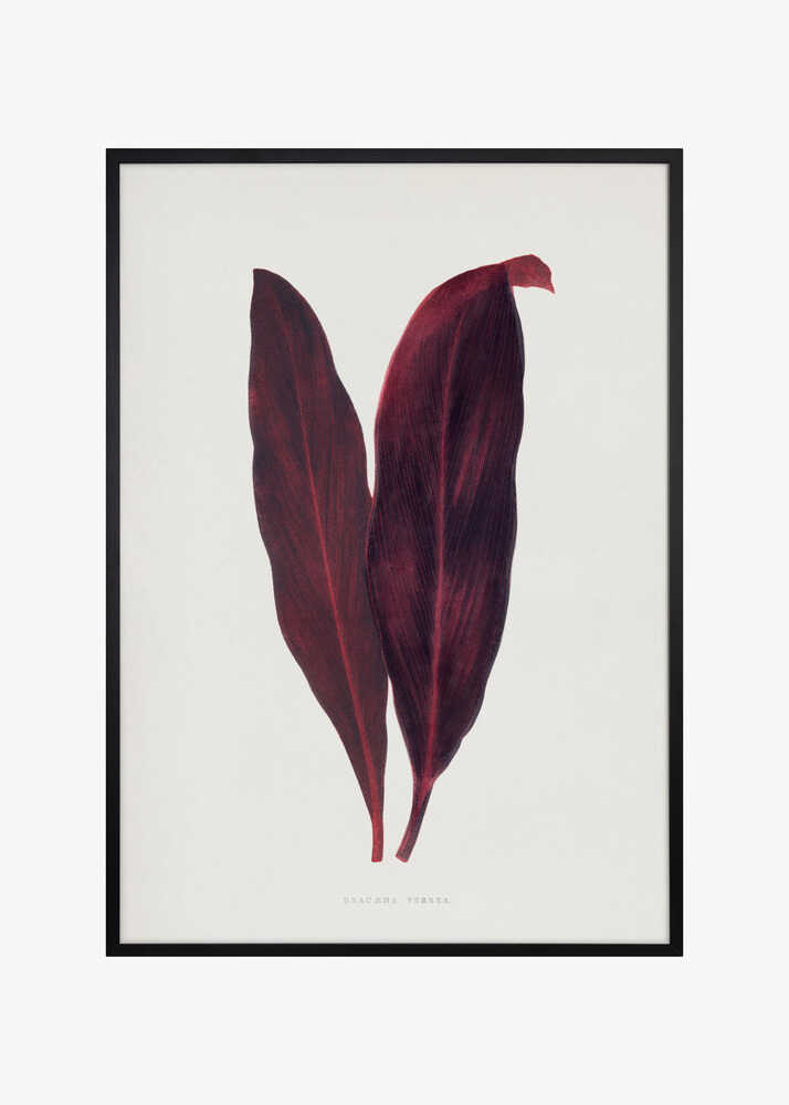 Pink Dracaena Ferrea Leaf Illustration