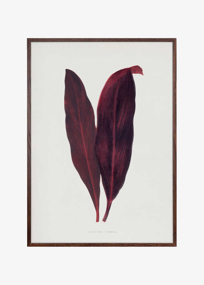 Pink Dracaena Ferrea Leaf Illustration
