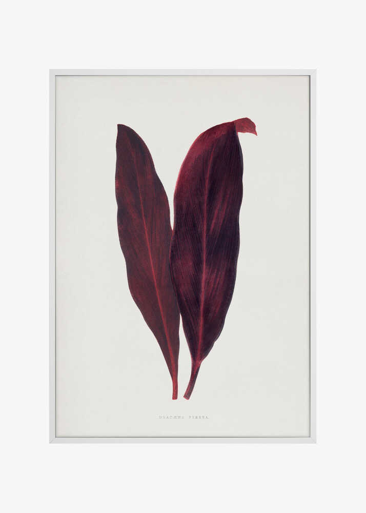Pink Dracaena Ferrea Leaf Illustration