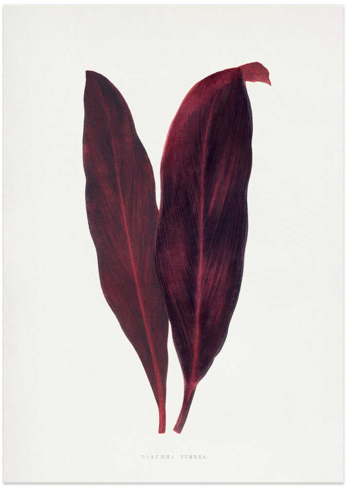 Pink Dracaena Ferrea Leaf Illustration