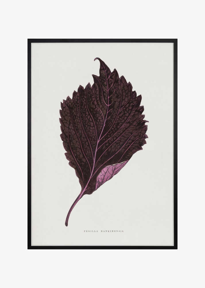 Pink Perilla Nankinensis Leaf Illustration