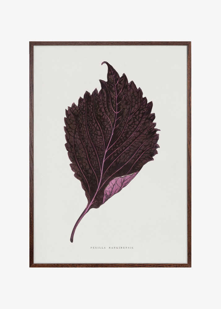 Pink Perilla Nankinensis Leaf Illustration