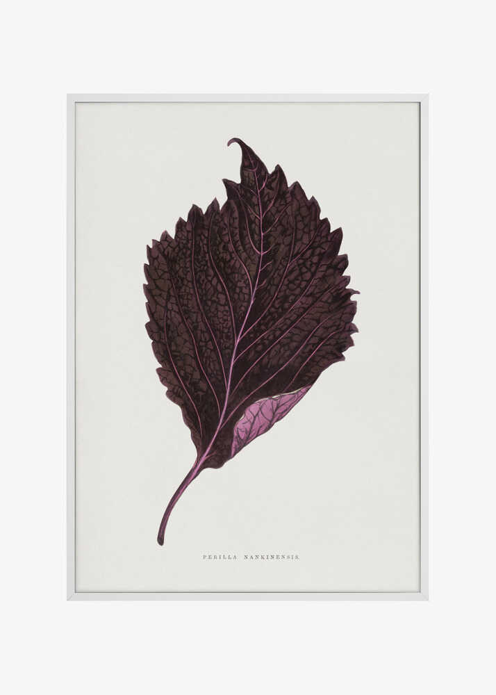 Pink Perilla Nankinensis Leaf Illustration