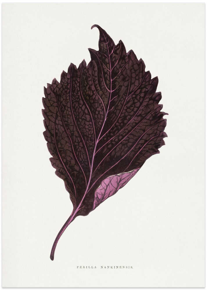 Pink Perilla Nankinensis Leaf Illustration