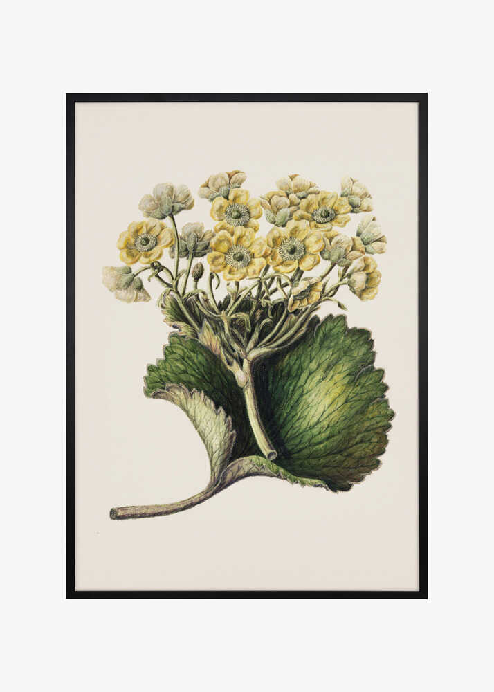 Korikor Drawn By Sarah Featon (1848–1927