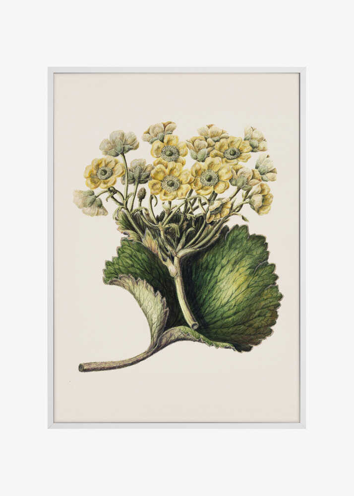 Korikor Drawn By Sarah Featon (1848–1927