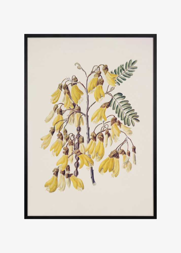 Kowhai Drawn By Sarah Featon (1848–1927)