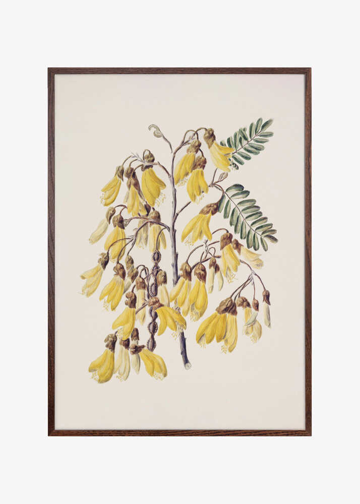 Kowhai Drawn By Sarah Featon (1848–1927)
