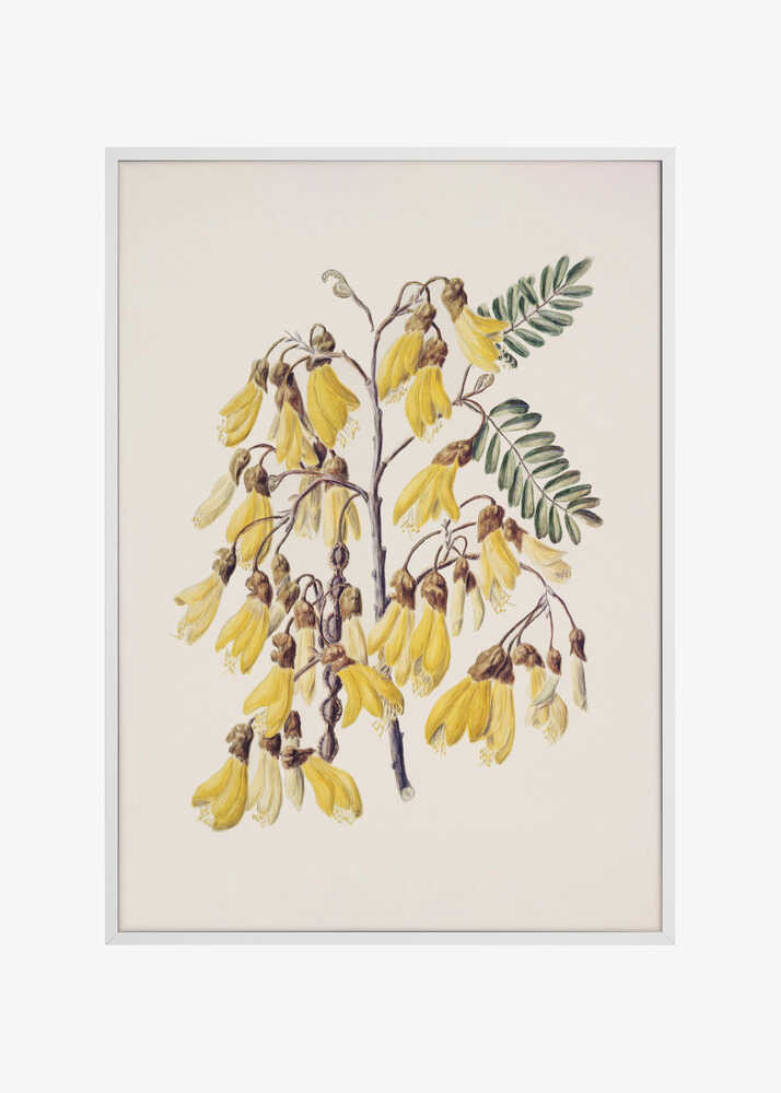 Kowhai Drawn By Sarah Featon (1848–1927)