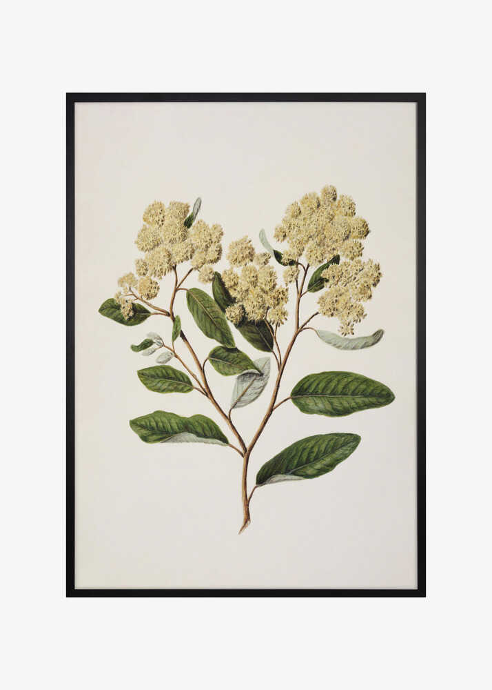 Kumarahou Drawn By Sarah Featon (1848–1927