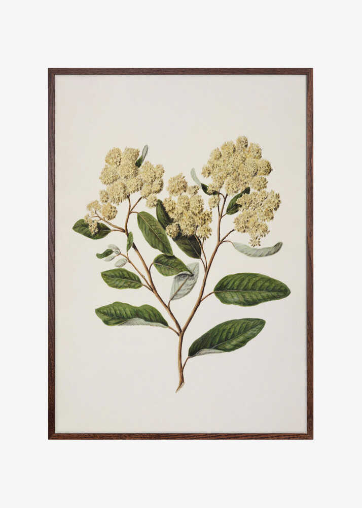 Kumarahou Drawn By Sarah Featon (1848–1927