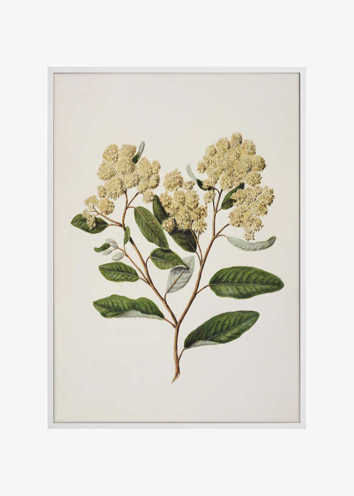 Kumarahou Drawn By Sarah Featon (1848–1927