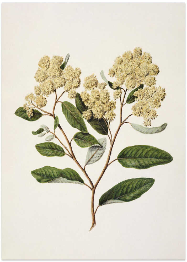 Kumarahou Drawn By Sarah Featon (1848–1927