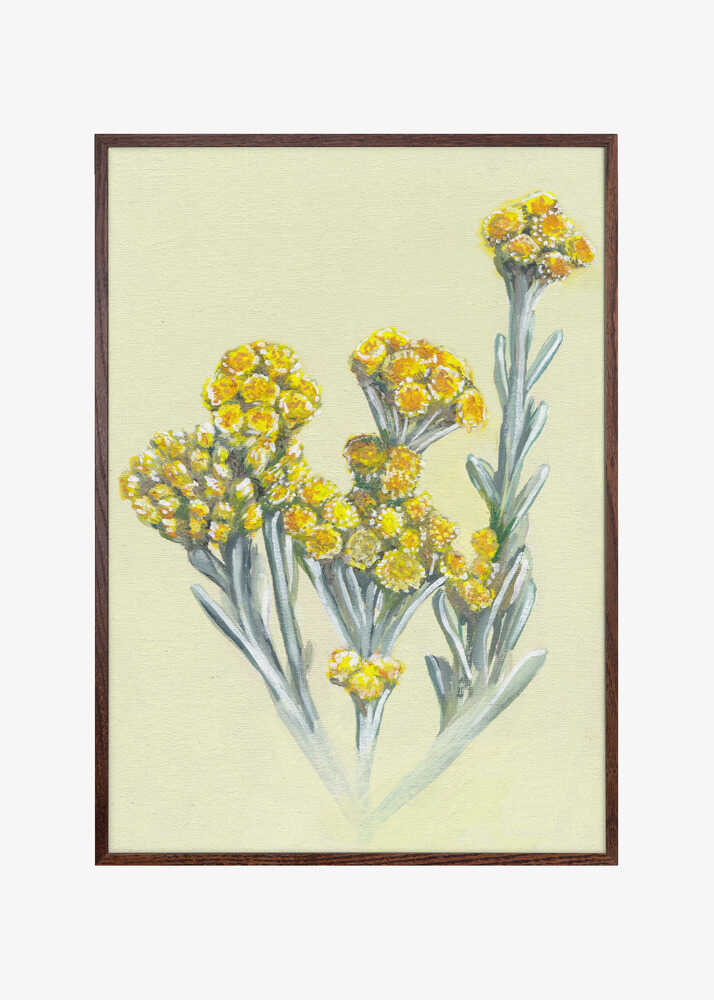 Yellow Immortelle Blooms