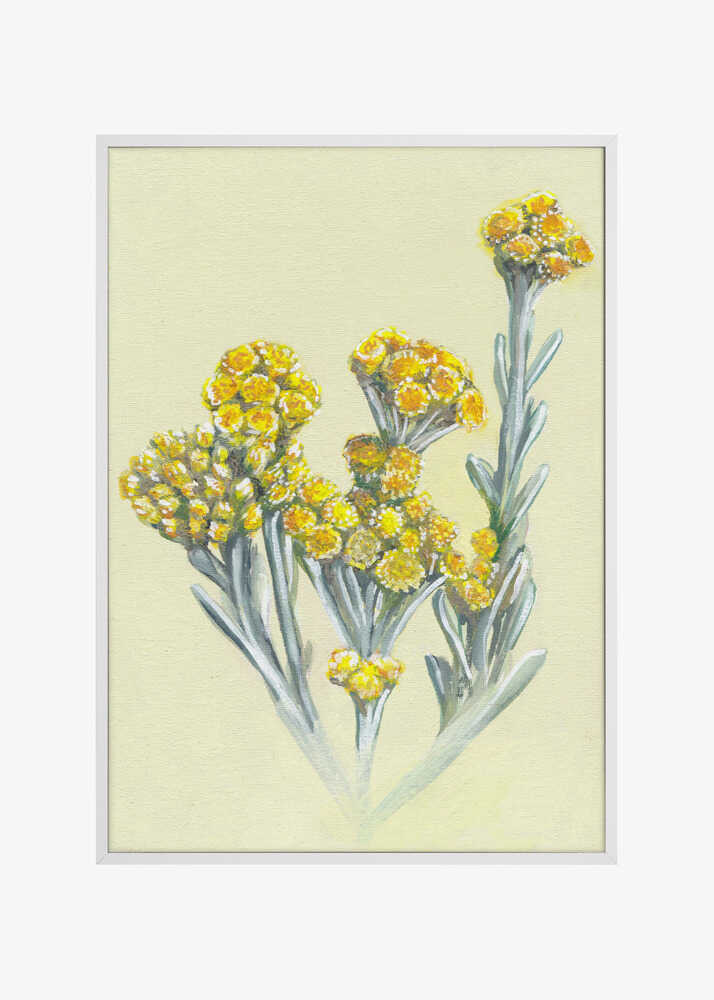 Yellow Immortelle Blooms