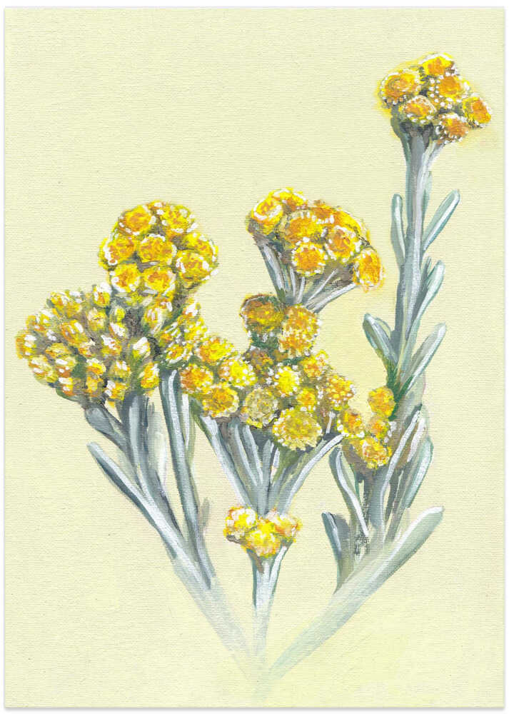 Yellow Immortelle Blooms