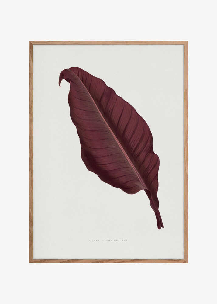 Pink Canna Atronigricans Leaf Illustration
