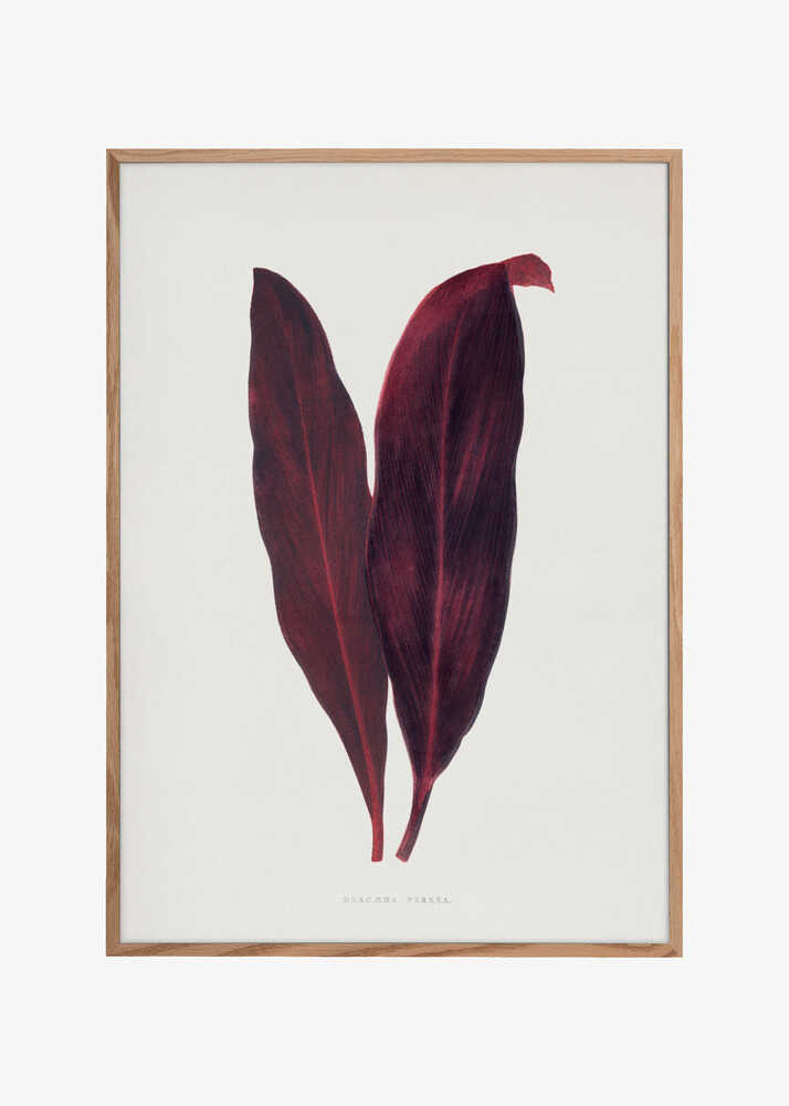 Pink Dracaena Ferrea Leaf Illustration