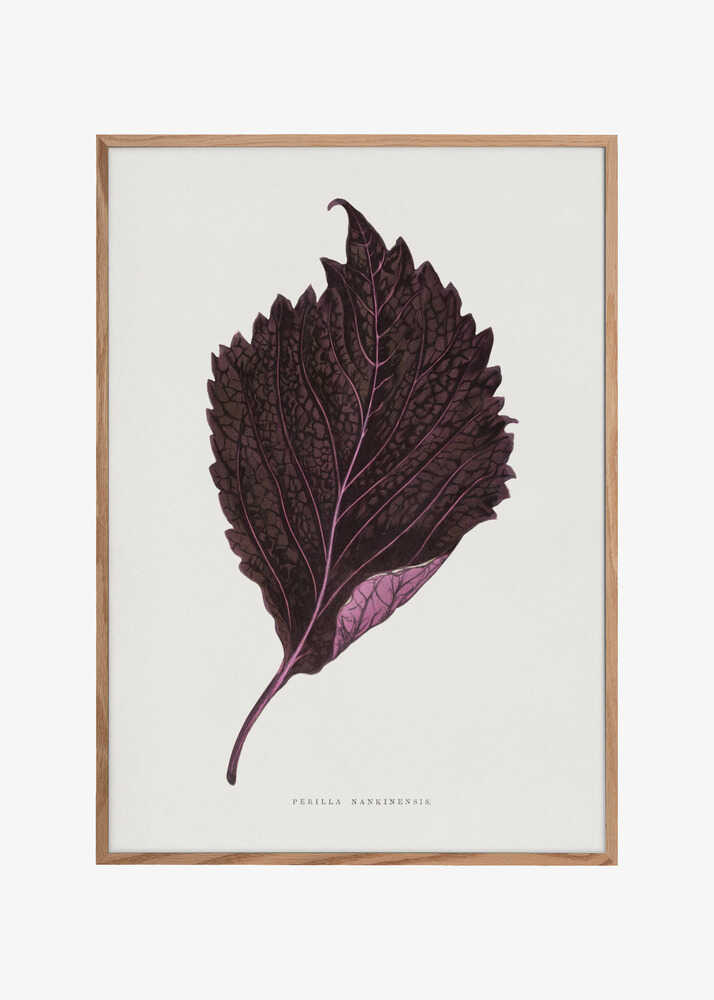 Pink Perilla Nankinensis Leaf Illustration