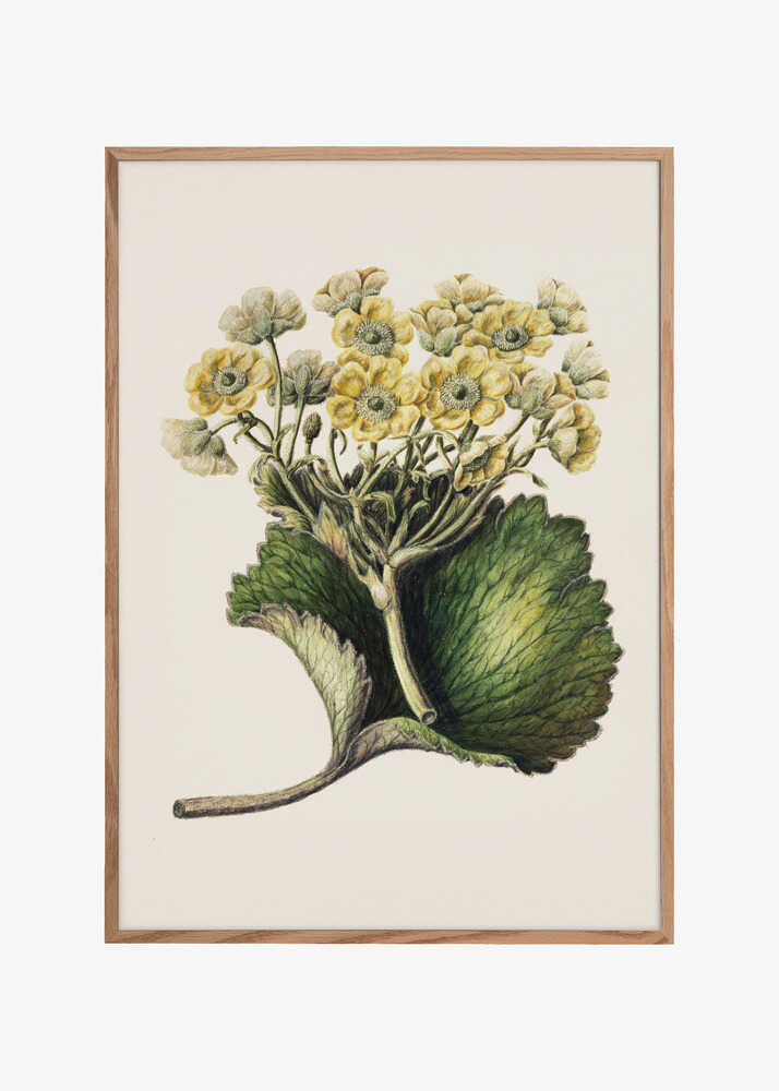 Korikor Drawn By Sarah Featon (1848–1927