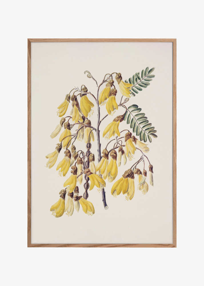 Kowhai Drawn By Sarah Featon (1848–1927)