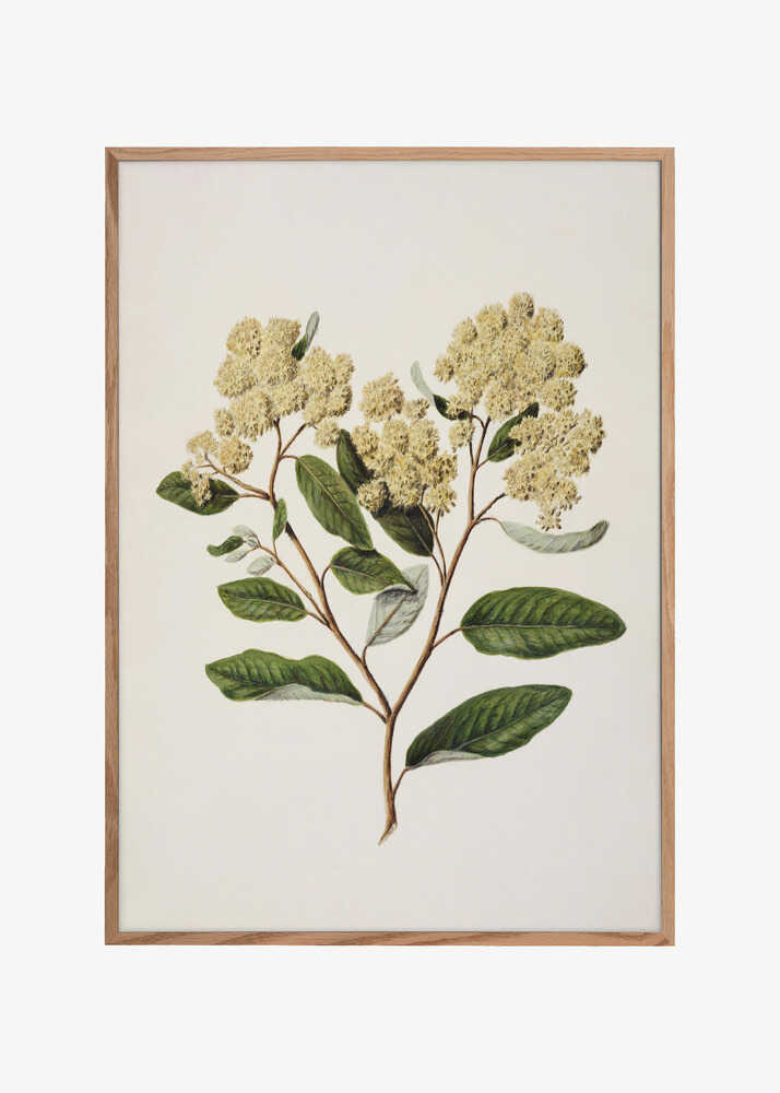 Kumarahou Drawn By Sarah Featon (1848–1927