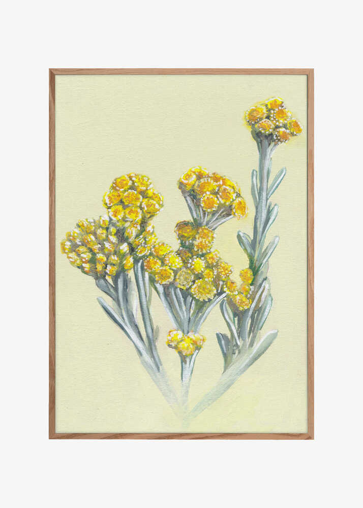 Yellow Immortelle Blooms