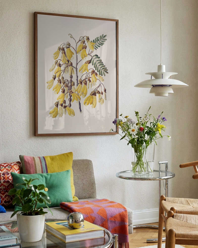 Kowhai Drawn By Sarah Featon (1848–1927)