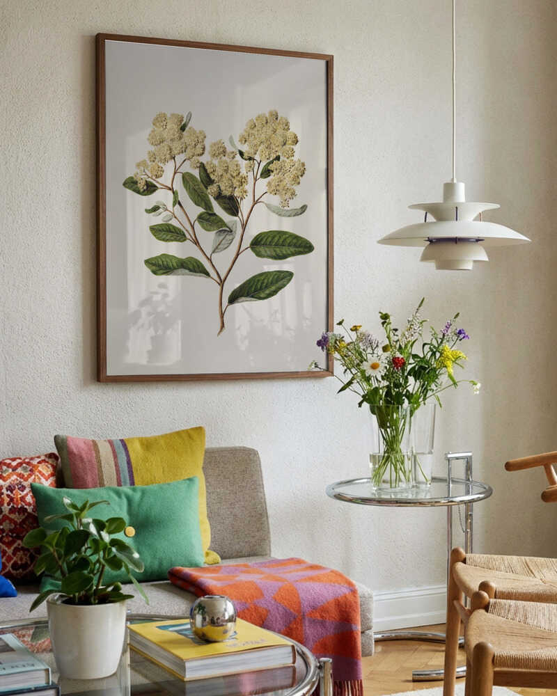 Kumarahou Drawn By Sarah Featon (1848–1927